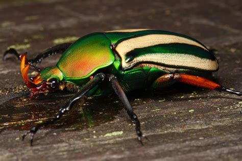 African flower beetle2 by macrojunkie on DeviantArt