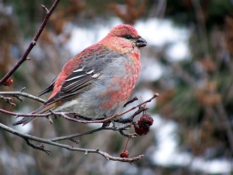 Pine Grosbeak | MTPR