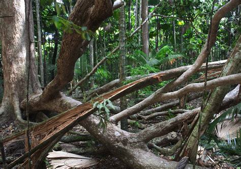 Climate Change in Daintree - Cooper Creek Wilderness