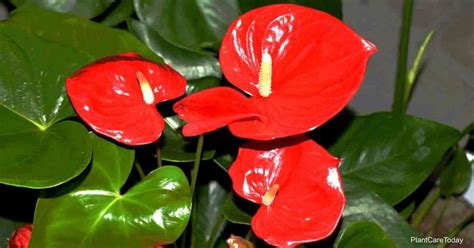 Anthurium Care Indoors