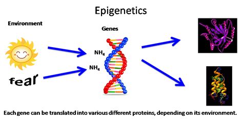 Epigenetics Examples