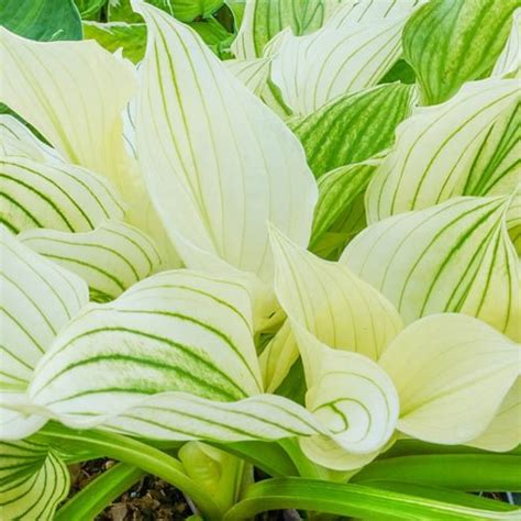 Improved White Feather Hosta Plants