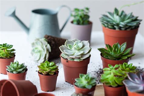 Succulent Plant Care: Light, Temp, Soil, Water and Types of Succulents ...