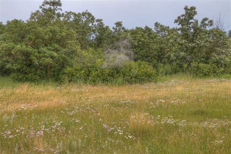 Birds Hill Provincial Park, Manitoba Stock Image - Image of forest ...