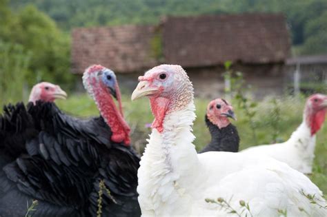 Bird flu confirmed on turkey farm in North Yorkshire - FarmingUK News