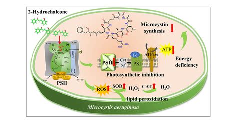 2-Hydroxychalcone as a Novel Natural Photosynthesis Inhibitor against ...