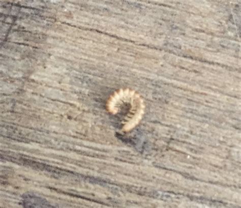 Dry worms around the house? : r/whatsthisbug