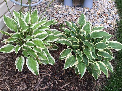 Hosta la vista, June! [Backyard Neophyte Landscaping Blog]