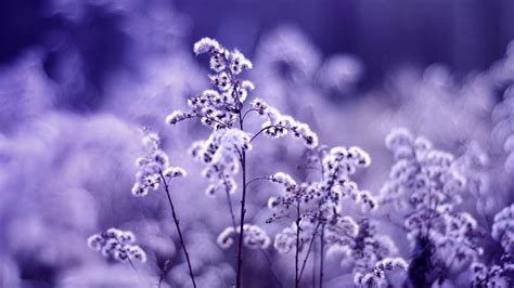 Lavender Wallpaper Desktop