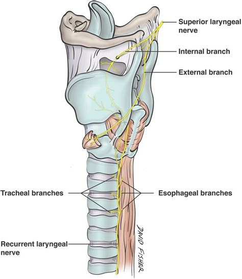 Avoiding the Esophageal Branches of the Recurrent Laryngeal Nerve During Retractor Placement ...