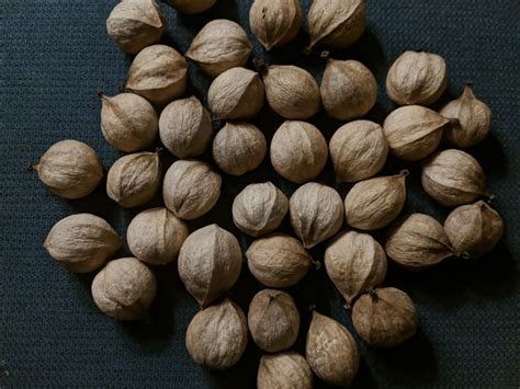 Sweet Pignut Hickory Nuts - Hickory Nuts for Sale