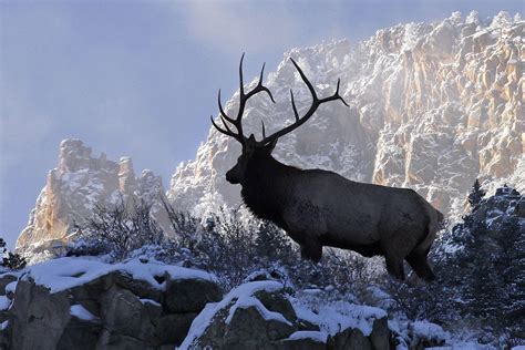 Bull Elk Wallpapers - Top Free Bull Elk Backgrounds - WallpaperAccess