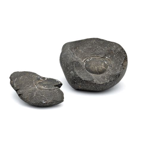 Tethys Ocean Shaligram Fossil - 2.79" Fossil Pair | Mini Museum