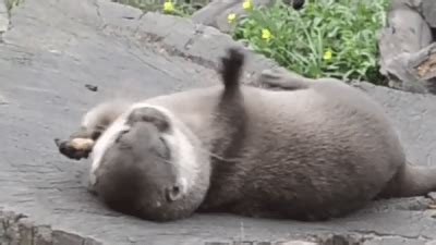 8 fun facts about adorable otters with animated gifs | Cottage Life