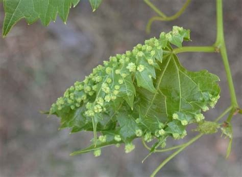 Grapevine phylloxera - KALLIERGO