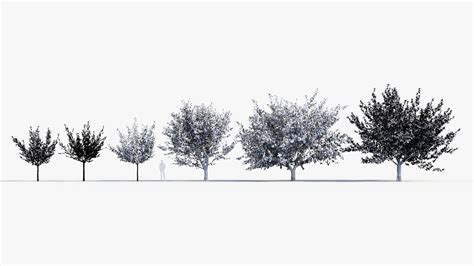 3D Prunus Serrulata Kanzan Kwanzan Cherry Model - TurboSquid 2060133