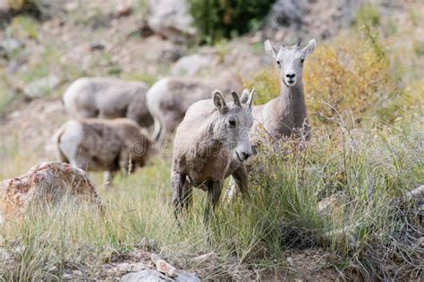 Colorado Rocky Mountain Bighorn Sheep Stock Photo - Image of grass, herd: 102950936