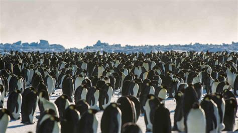 ‘Catastrophic’ Breeding Failures Have Obliterated a Large Emperor Penguin Colony