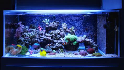 Discover the Top-Rated Best Fish Tank Cleaners in Calgary: A Comprehensive Guide to Keeping Your ...