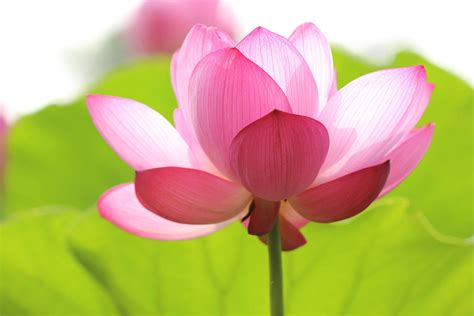 Buddhist Symbols Lotus Flower