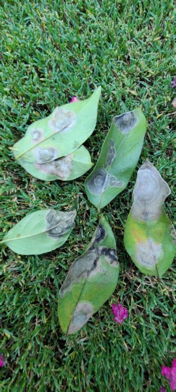 Crape Myrtle disease? | Lawn Care Forum