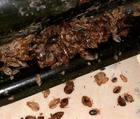 New York Is Crawling With Bed Bugs, 2 Cities Among Most Infested