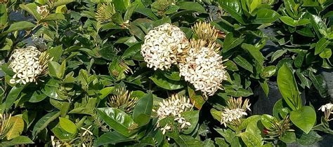 Ixora white - Every Bloomin Thing