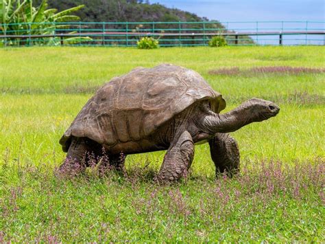 World’s oldest tortoise has seen off two world wars and the British Empire | Guernsey Press