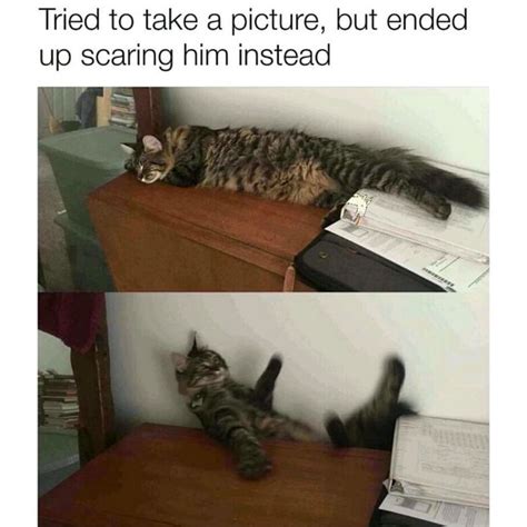 Oh noooooo 😂 #catmeme #funny #catimage