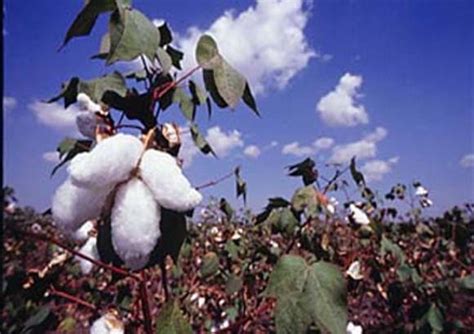 The Cotton Farmers of Ogun. - Anambra Indigenous Youth Farmers Multi-purpose Cooperative Limited