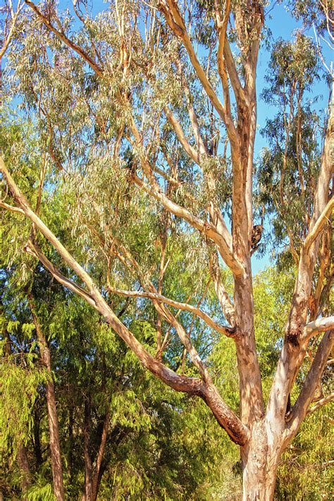 Spot the Koala, Yanchep National Park Photograph by Dave Catley - Fine Art America