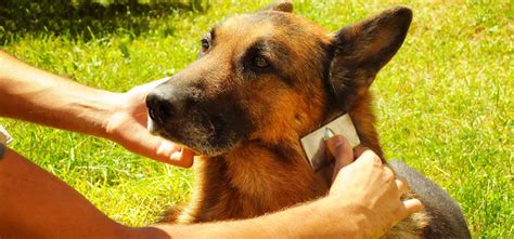 Plucking Dog Ear Hair | DIY Dog Grooming