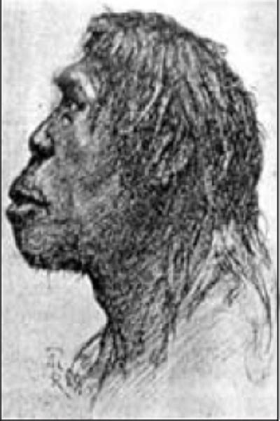 Gambar Manusia Purba Pithecanthropus Mojokertensis – denah
