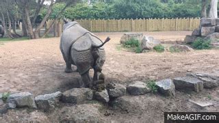 Rhino Poop Explosion! on Make a GIF