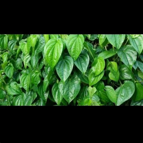 Jual Daun Sirih Hijau /daun sirih segar/ daun sirih hijau segar di ...