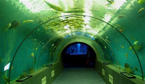 China Aquarium Tunnel - China Acrylic Aquarium