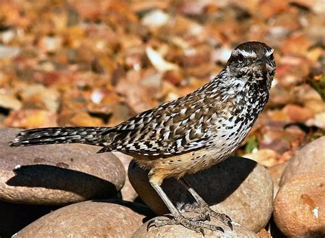 Arizona: Cactus Wren (Campylorhynchus brunneicapillus) | Cactus wren, Arizona, Photo