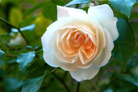 Free photo: White Rose, Love, Yellow, Flower - Free Image on Pixabay - 1183705