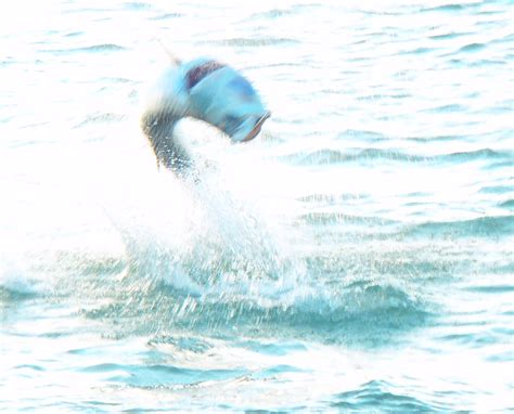 Tuesday, May 29, 2012 ~ Tarpon jumping at Boca Grand pass. Sanibel ...