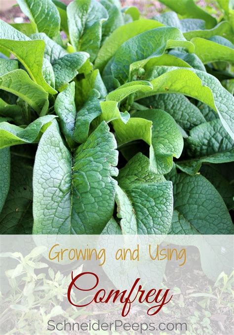 Ultimate Guide to Growing and Using Comfrey - SchneiderPeeps