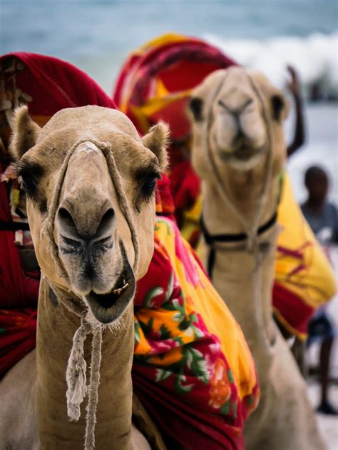 Free stock photo of africa, camel, Kenya