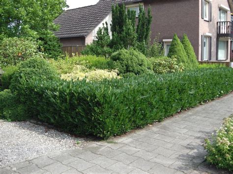 Small Hedges - Low Ornamental Hedging - Small And Dwarf Hedge Plants