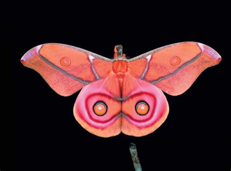 Predators Act like Butterflies' Eyespots Are Looking Right at Them | Scientific American