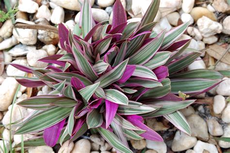 PlantWerkz: Moses-in-the-Cradle - Tradescantia Spathacea