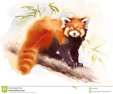 Panda Bear Art, Panda Puppy, Watercolor Red, Watercolor Animals, Watercolor Paintings, Red Panda ...