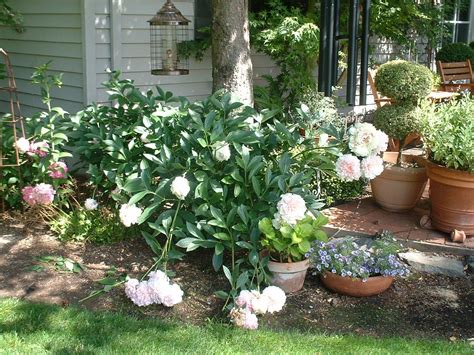 pink peony in the landscape | Garden inspiration, Pink peonies, Peonies