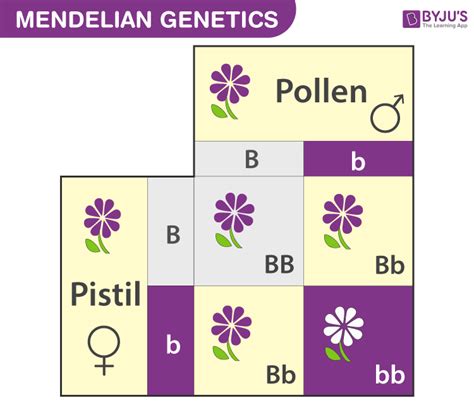 Enhancing student’s conceptual understanding on the patterns of Mendelian genetics through task ...