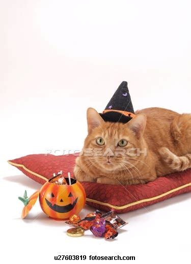 an orange tabby cat wearing a witches hat laying on a pillow next to ...