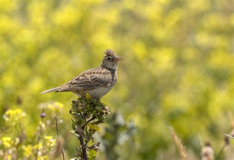 Skylark - Stock Image - C051/2302 - Science Photo Library