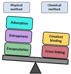 Immobilization of Enzyme - Components, Methods and Applications - Biology Reader